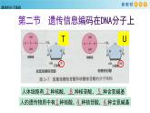 遗传信息编码在DNA分子上PPT课件免费下载