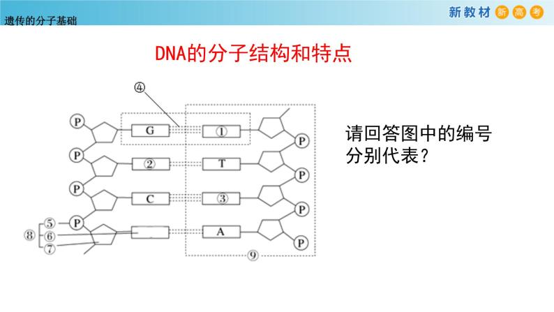 遗传信息编码在DNA分子上PPT课件免费下载06