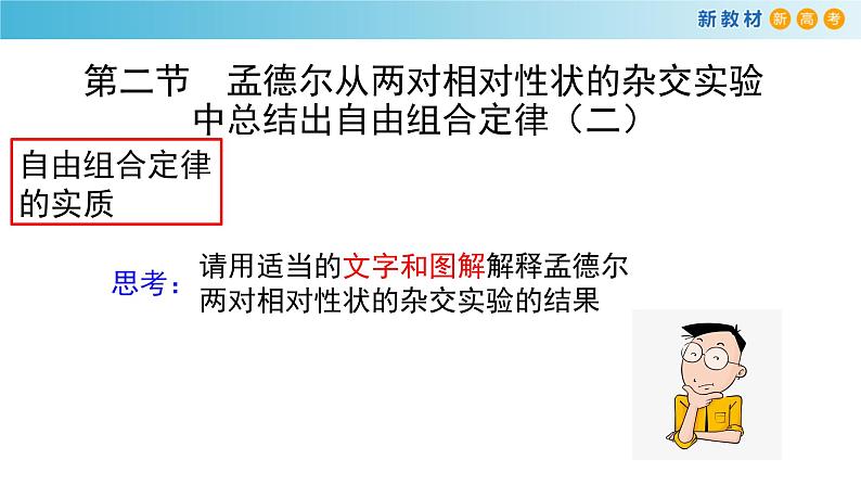 孟德尔从两对相对性状的杂交实验中总结出自由组合定律PPT课件免费下载02