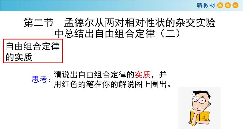 孟德尔从两对相对性状的杂交实验中总结出自由组合定律PPT课件免费下载03