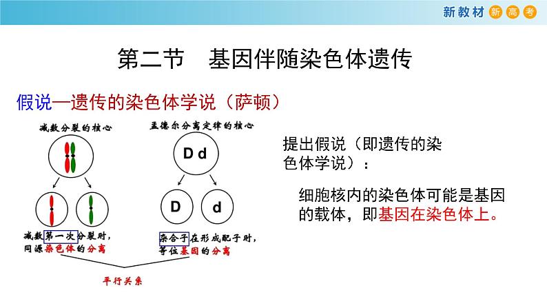 必修2生物新教材浙科22基因伴随染色体传递pptx_5第4页