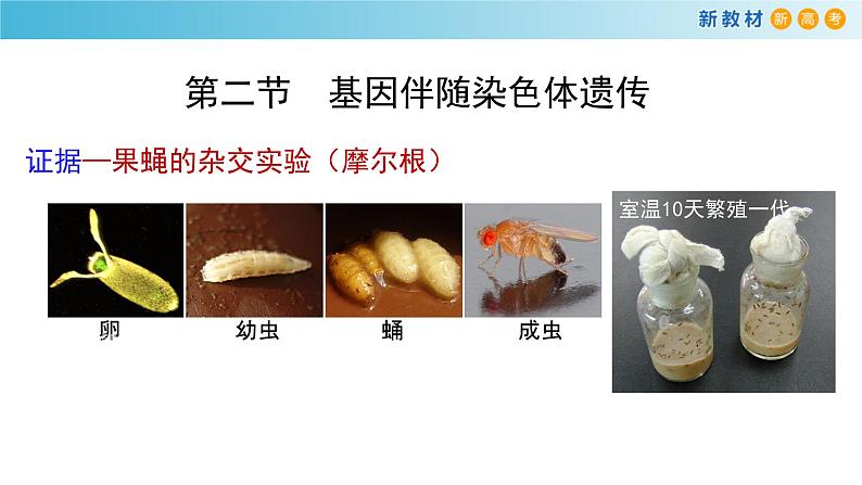 必修2生物新教材浙科22基因伴随染色体传递pptx_5第6页