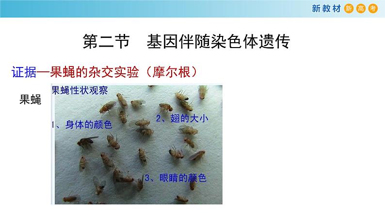 必修2生物新教材浙科22基因伴随染色体传递pptx_5第7页