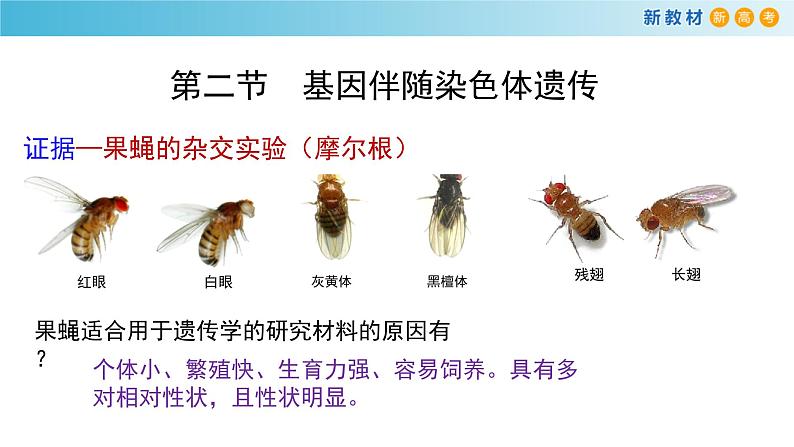 必修2生物新教材浙科22基因伴随染色体传递pptx_5第8页