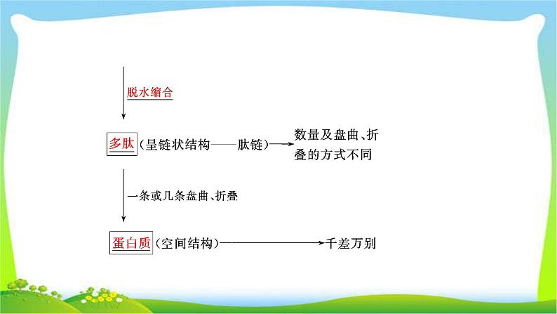 人教版高考生物总复习1.3生命活动的主要承担者—蛋白质完美课件PPT06