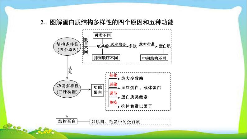 人教版高考生物总复习1.3生命活动的主要承担者—蛋白质完美课件PPT08