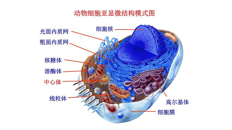 细胞核是细胞生命活动的控制中心PPT课件免费下载01