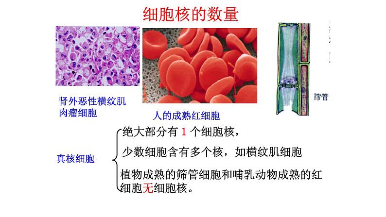 细胞核是细胞生命活动的控制中心PPT课件免费下载03