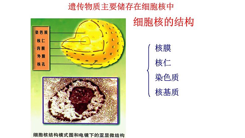 细胞核是细胞生命活动的控制中心PPT课件免费下载04