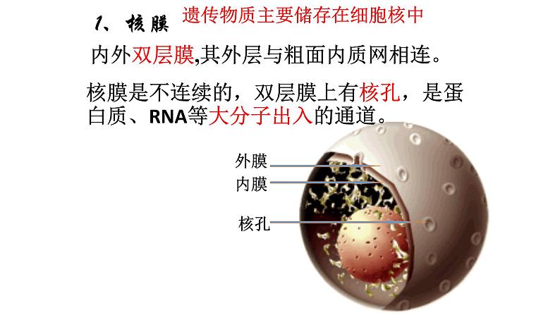 细胞核是细胞生命活动的控制中心PPT课件免费下载05