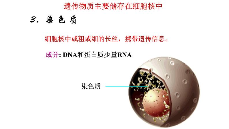 细胞核是细胞生命活动的控制中心PPT课件免费下载07