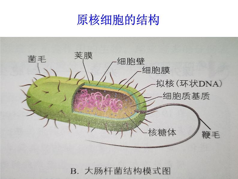 原核细胞内无成形的细胞核PPT课件免费下载03