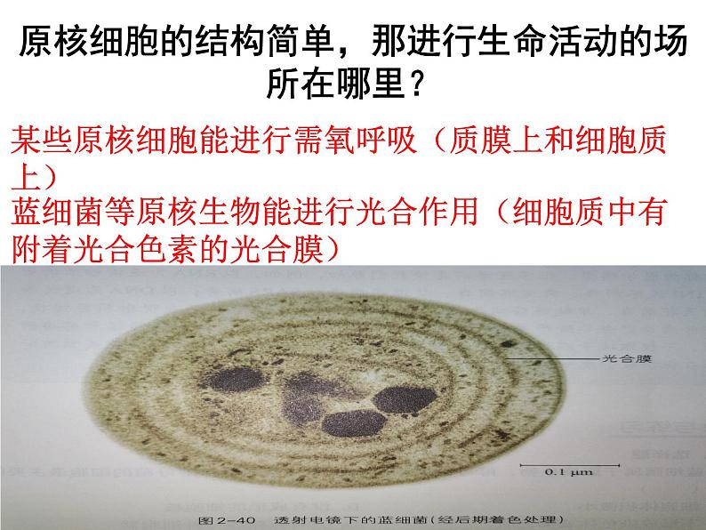 原核细胞内无成形的细胞核PPT课件免费下载05