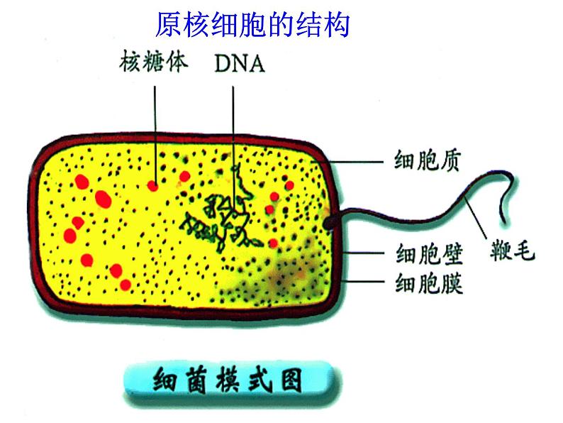 原核细胞内无成形的细胞核PPT课件免费下载06