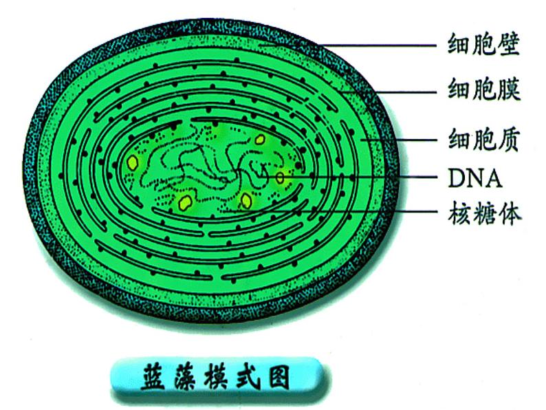 原核细胞内无成形的细胞核PPT课件免费下载07