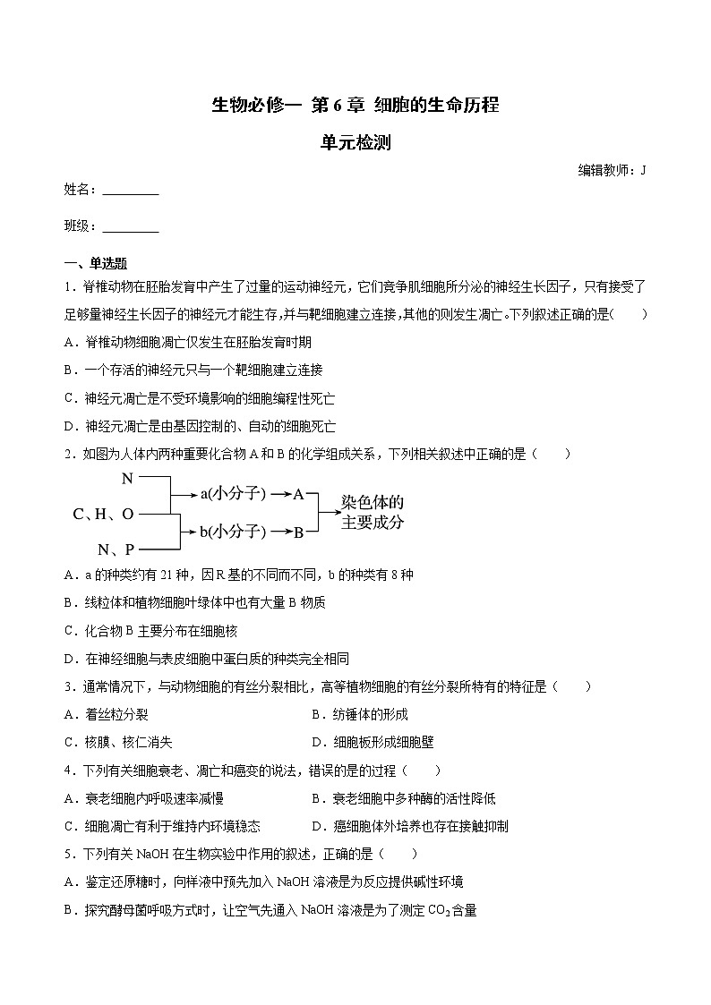 人教版（2019）高中生物必修一第6章 细胞的生命历程 单元检测（含答案）第1页