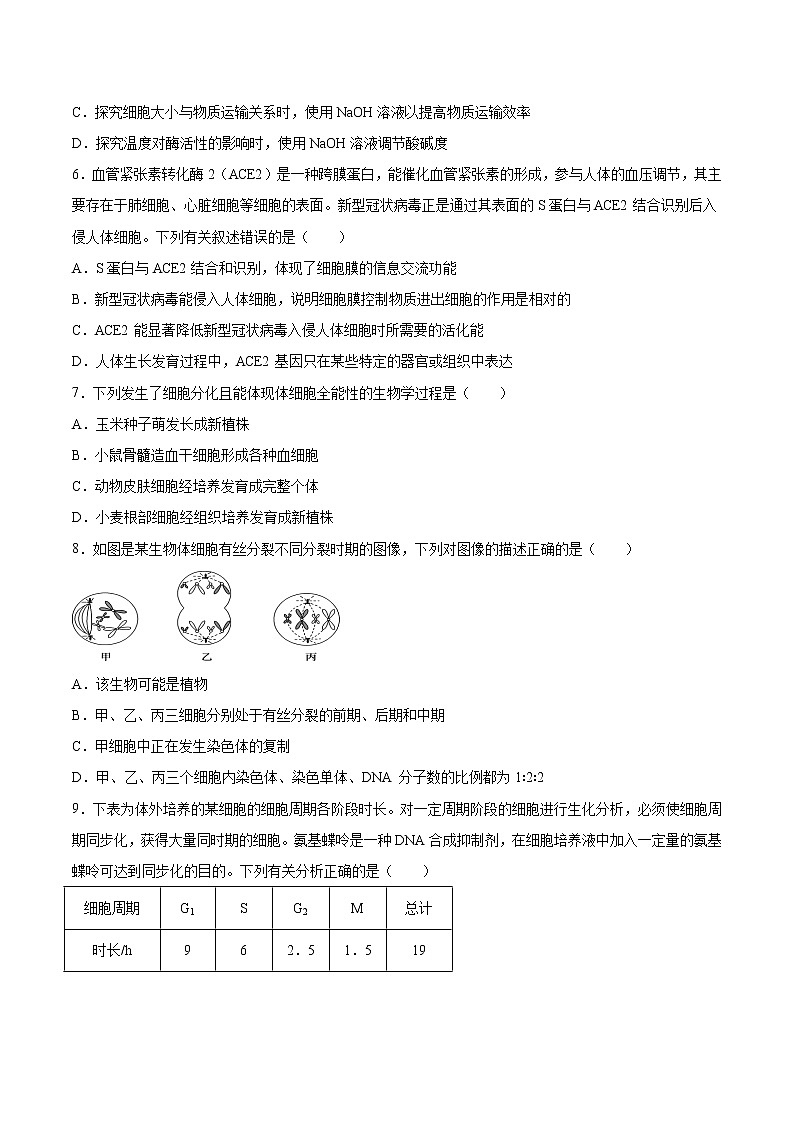 人教版（2019）高中生物必修一第6章 细胞的生命历程 单元检测（含答案）第2页