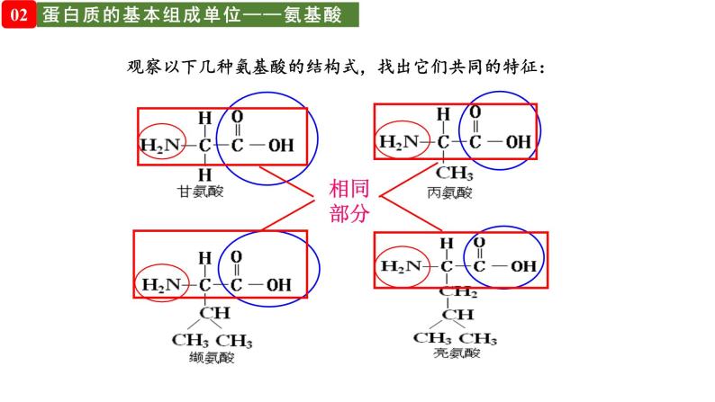 细胞中的蛋白质和核酸PPT课件免费下载06