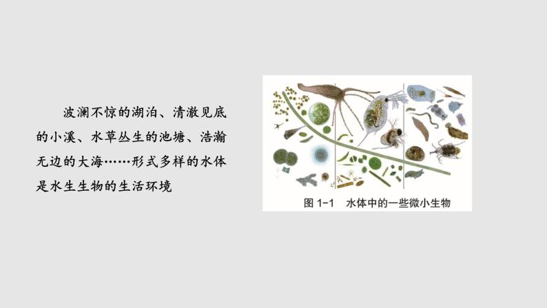 细胞学说——现代生物学的“基石”PPT课件免费下载02