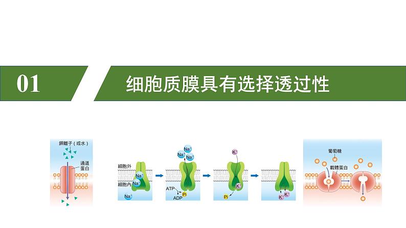 物质进出细胞的运输方式PPT课件免费下载05