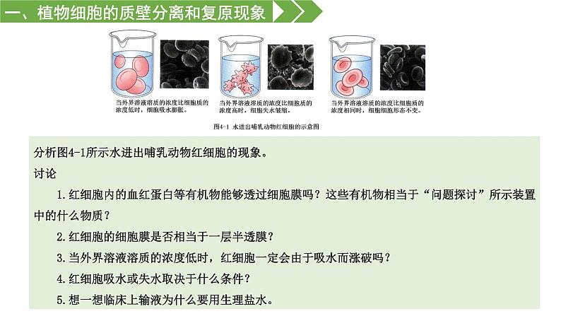 物质进出细胞的运输方式PPT课件免费下载08