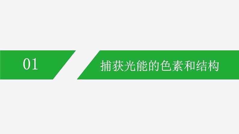 光合作用——光能的捕获和转换PPT课件免费下载04