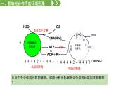 影响光合作用和细胞呼吸的环境因素PPT课件免费下载