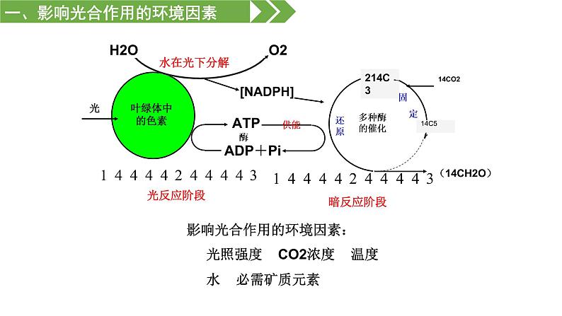 影响光合作用和细胞呼吸的环境因素PPT课件免费下载05