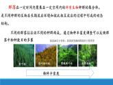 不同种群组成群落PPT课件免费下载