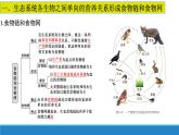 食物链和食物网形成生态系统的营养结构PPT课件免费下载