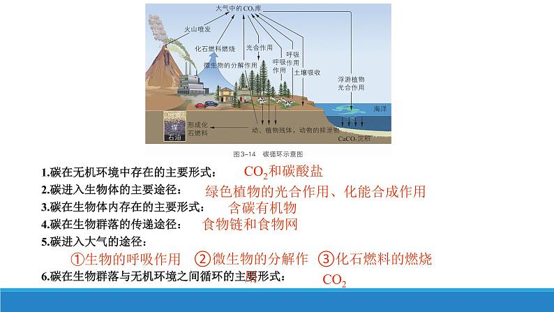 生态系统中的物质能被循环利用PPT课件免费下载06