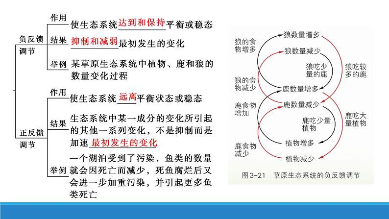 3.6 生态系统通过自我调节维持稳态优质课件（浙科版2019选择性必修2）第5页