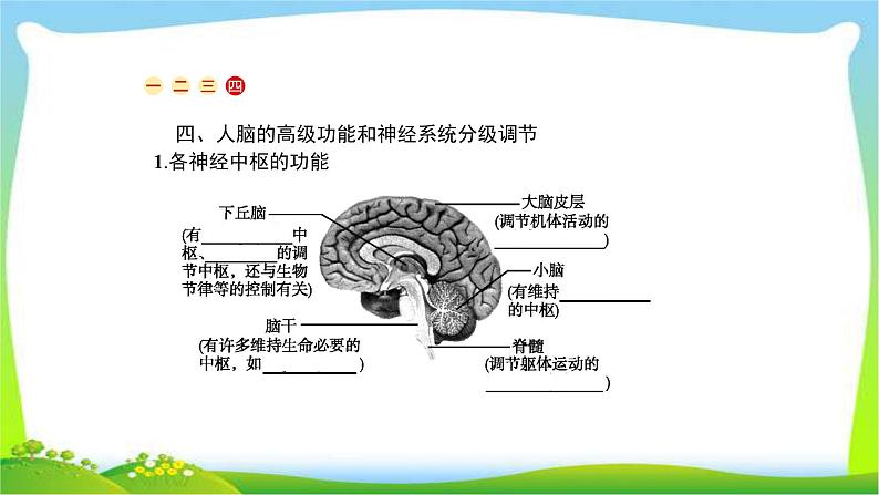 人教版高考生物总复习9.2通过神经系统的调节完美课件PPT06