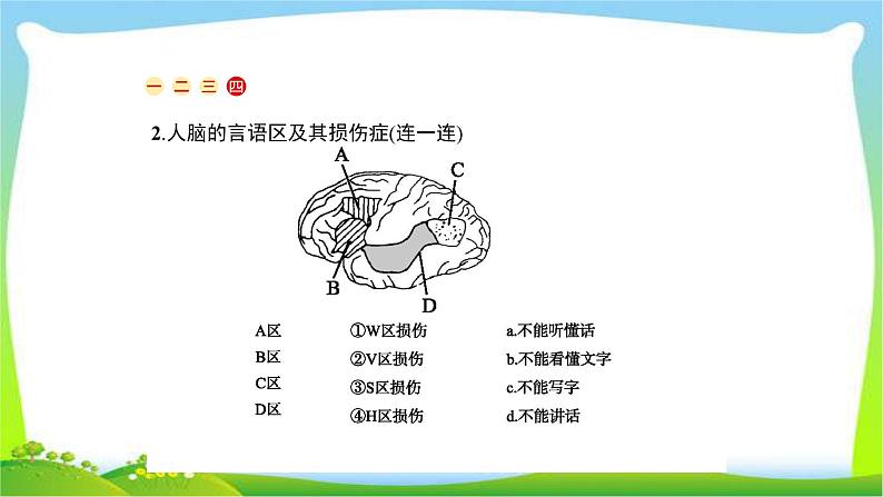 人教版高考生物总复习9.2通过神经系统的调节完美课件PPT07