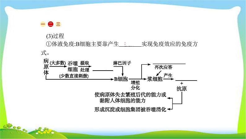 人教版高考生物总复习9.4免疫调节完美课件PPT第5页