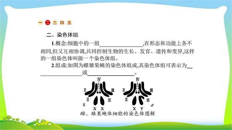 人教版高考生物总复习8.2染色体变异及生物育种完美课件PPT第3页