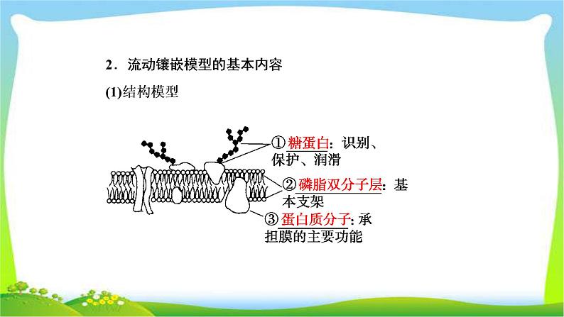 人教版高考生物总复习2.1细胞膜和细胞核完美课件PPT08