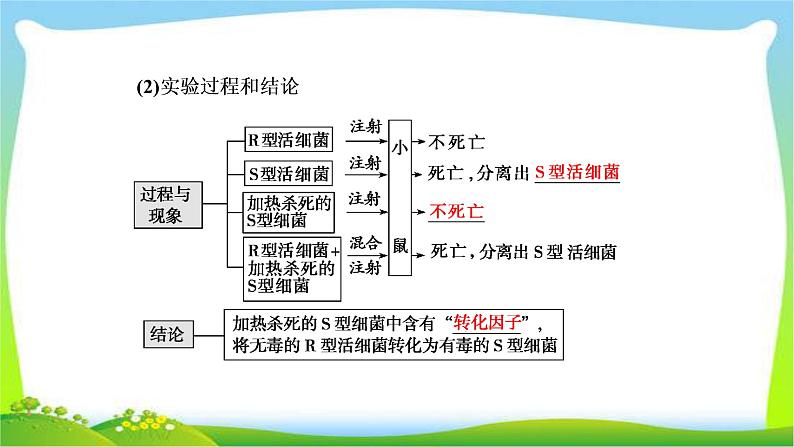 人教版高考生物总复习6.1DNA是主要的遗传物质完美课件PPT05