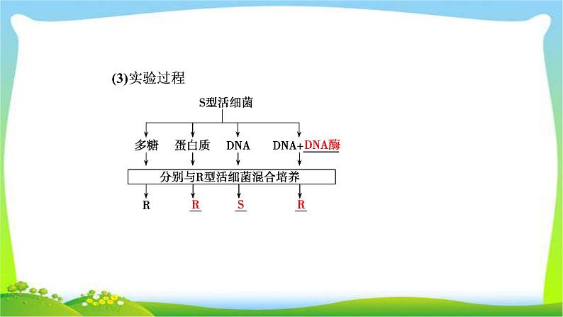 人教版高考生物总复习6.1DNA是主要的遗传物质完美课件PPT07