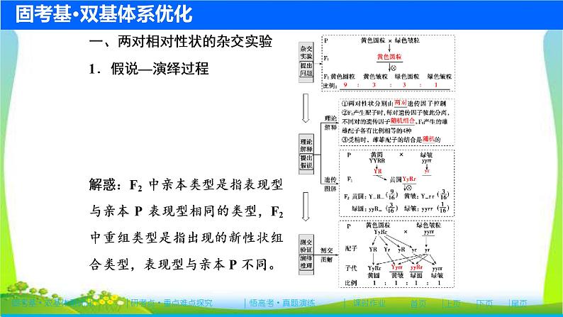 人教版高考生物总复习5.2基因的自由组合定律完美课件PPT第4页