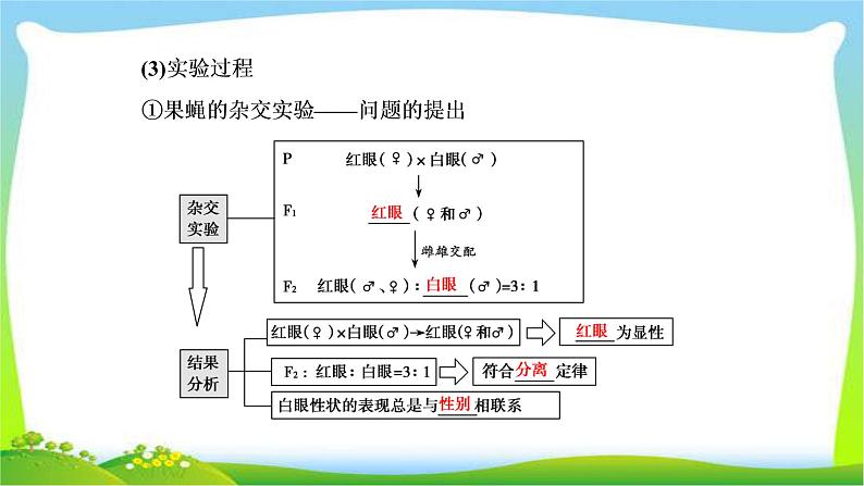 人教版高考生物总复习5.3基因在染色体上与伴性遗传完美课件PPT第7页