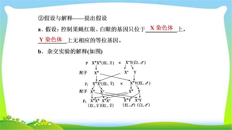 人教版高考生物总复习5.3基因在染色体上与伴性遗传完美课件PPT第8页