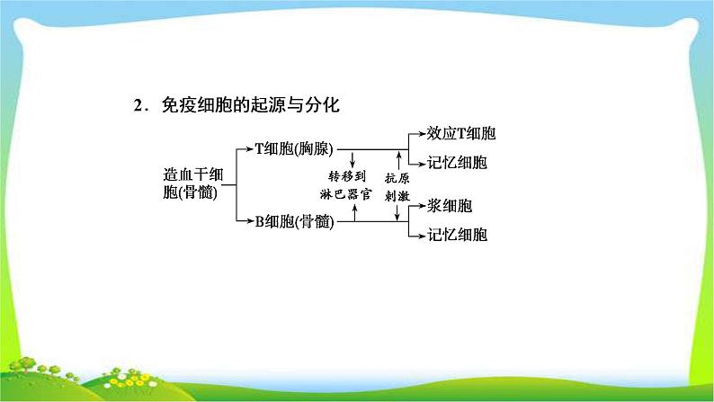 人教版高考生物总复习8.4免疫调节完美课件PPT05