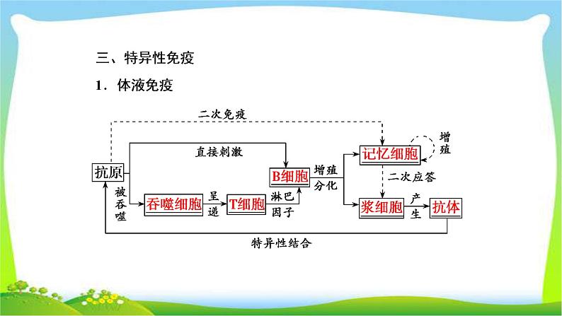 人教版高考生物总复习8.4免疫调节完美课件PPT07