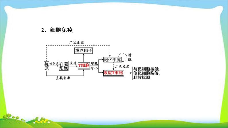 人教版高考生物总复习8.4免疫调节完美课件PPT08