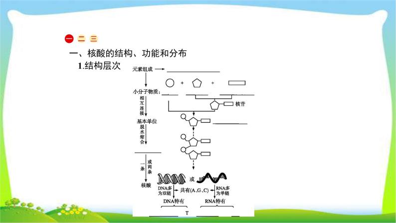 人教版高考生物总复习1.4核酸、糖类和脂质完美课件PPT02