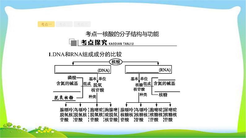 人教版高考生物总复习1.4核酸、糖类和脂质完美课件PPT第7页