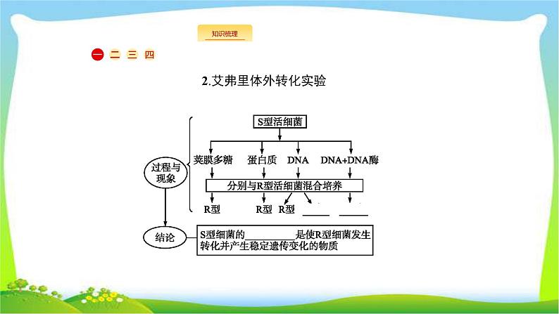 人教版高考生物总复习7.1DNA是主要的遗传物质完美课件PPT04