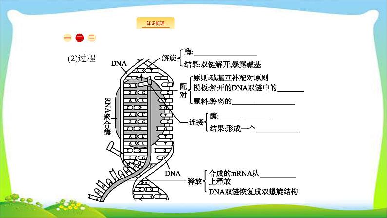 人教版高考生物总复习7.3基因的表达完美课件PPT04