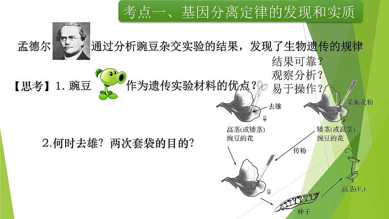 专题1 基因的分离定律-备战2022年高考生物复习专题精品课件05